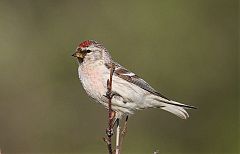 Hoary Redpoll